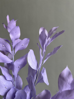 Рускус садовый стабилизированный сиреневый