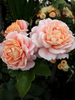 Роза флорибунда Зангерхаузер Юбиляумсрозе