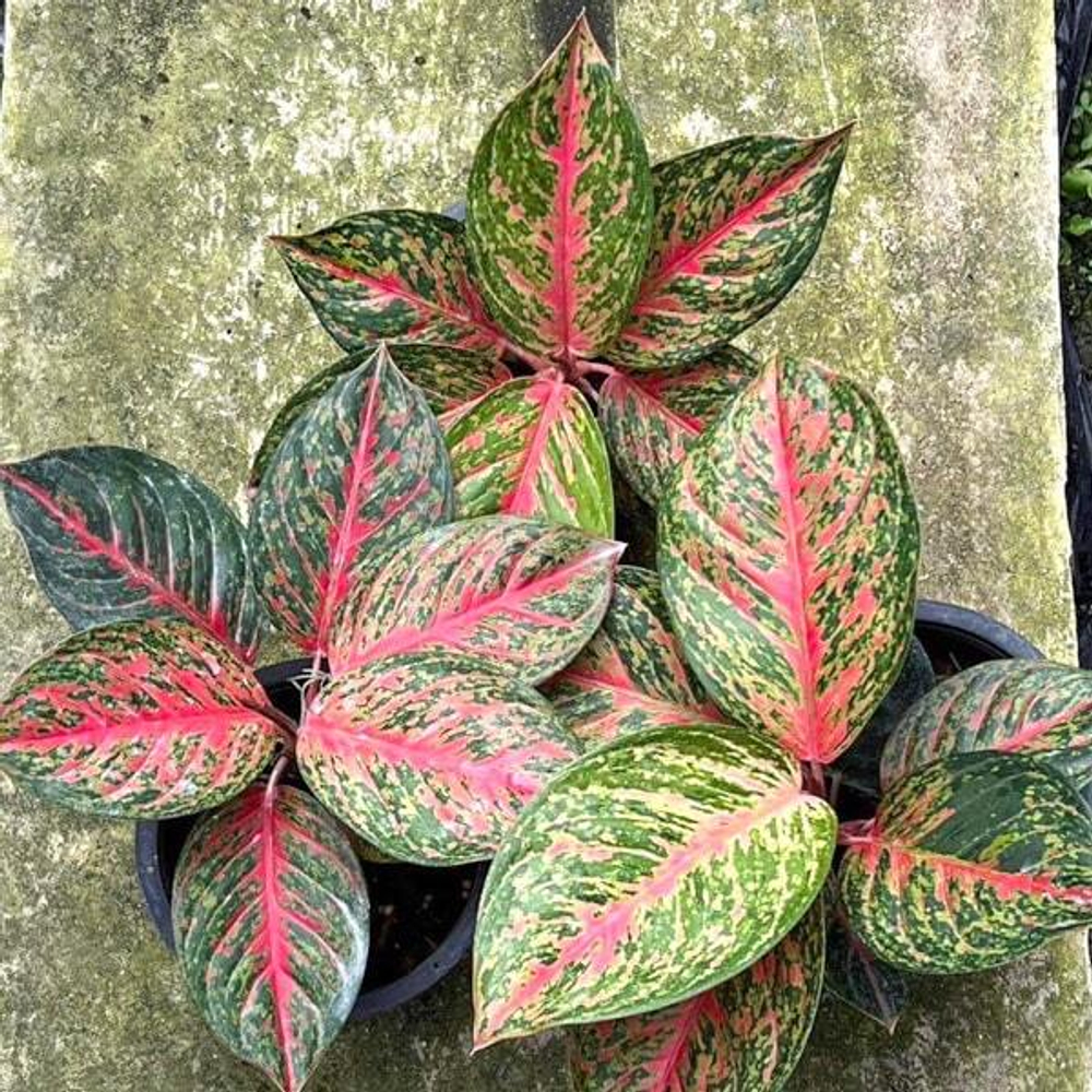 Аглаонема SOMBAT SIAM