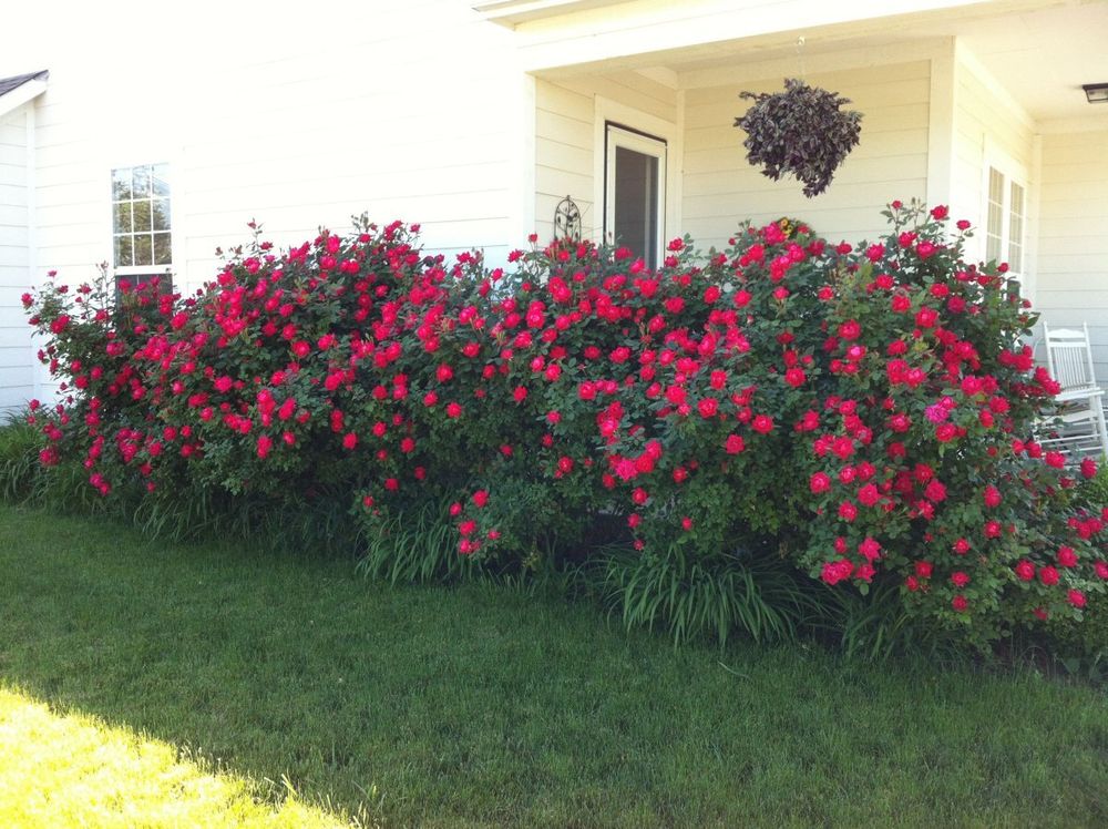 Робуста (Robusta)