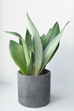 Сансевиерия Муншайн в кашпо