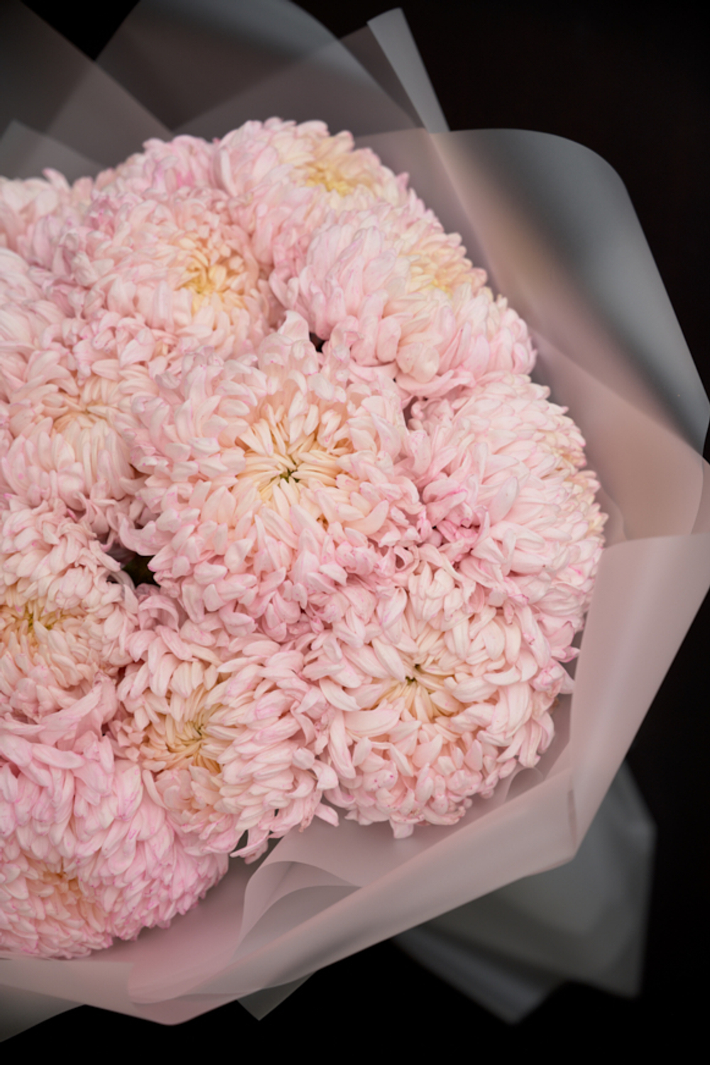 Большой букет из 25 розовых хризантем .