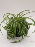 Хлорофитум BONNIE