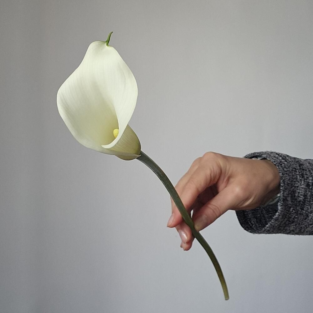 Калла белая