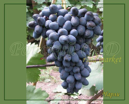Виноград АНТРАЦИТ, ЧАРЛИ