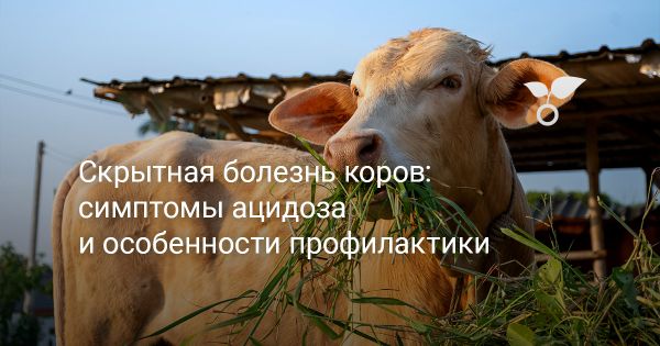 Ацидоз рубца