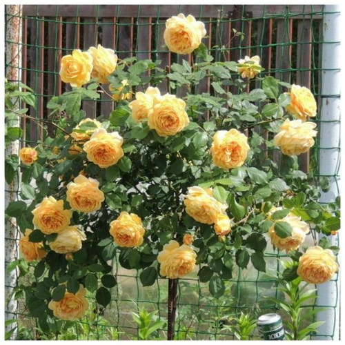 Роза на Штамбе Голден Селебрейшен