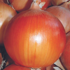 Баярд F1 семена лука репчатого (Sakata / Саката)