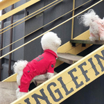 473 Спортивный костюм "Puppy Angel"