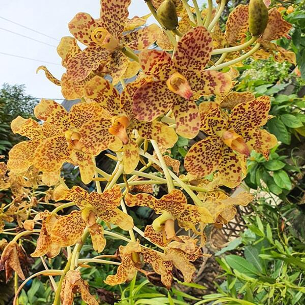 Орхидея GRAMMATOPHYLLUM SPECIOSUM