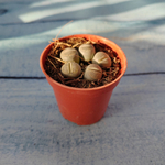 Lithops sp. (Литопсы)