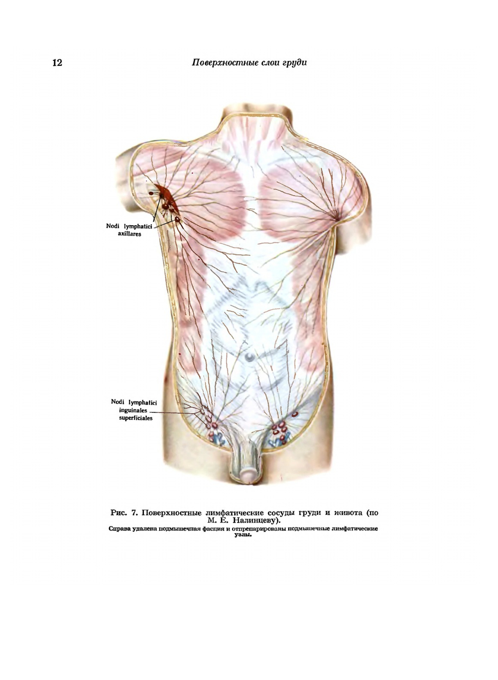 Атлас топографической анатомии человека. Том 2. Грудь, живот, таз | Ю.Л. Золотко