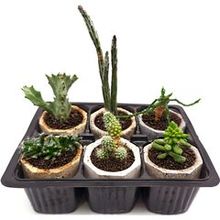 Набор суккулентов D5 №60090