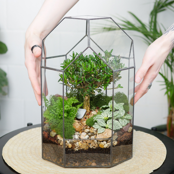 Готовый флорариум бонсай Самшит Бонсариум