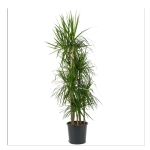 Драцена Маргината