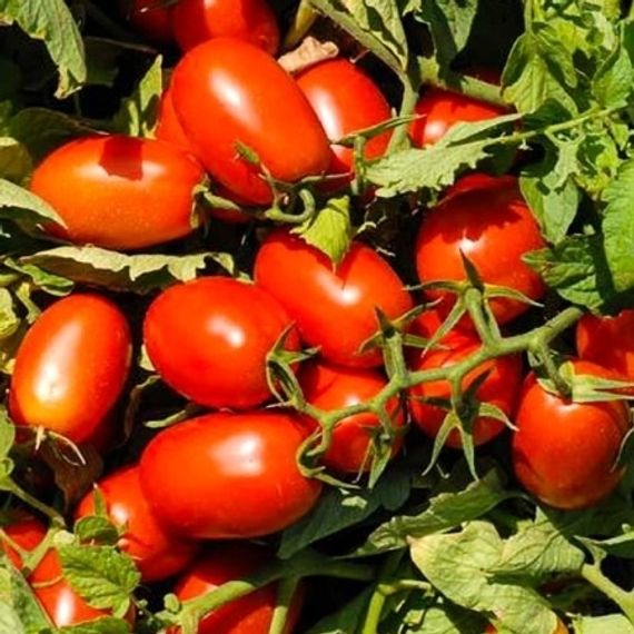 АДВАНС F1 семена томата Nunhems цена