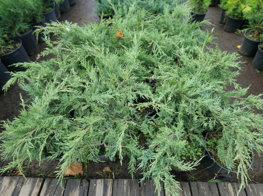 Можжевельник средний «Pfitzeriana Glauca»