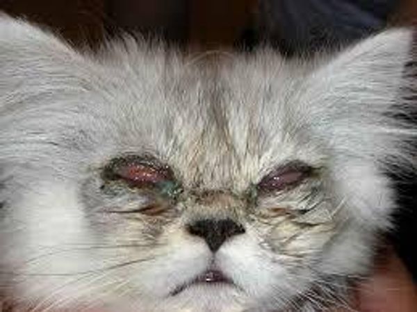 Ринотрахеит у кошек