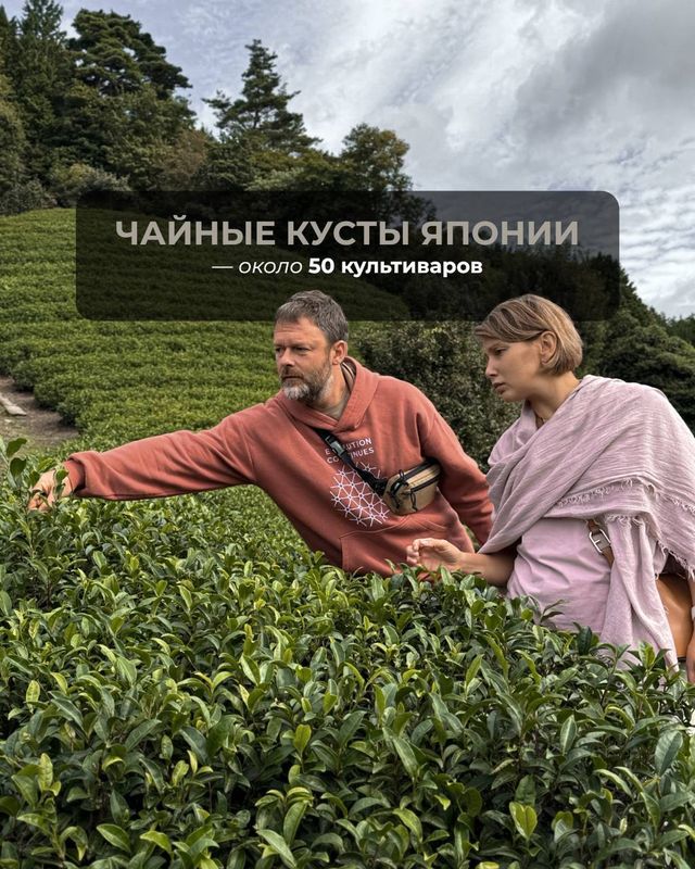 Культивары Японии