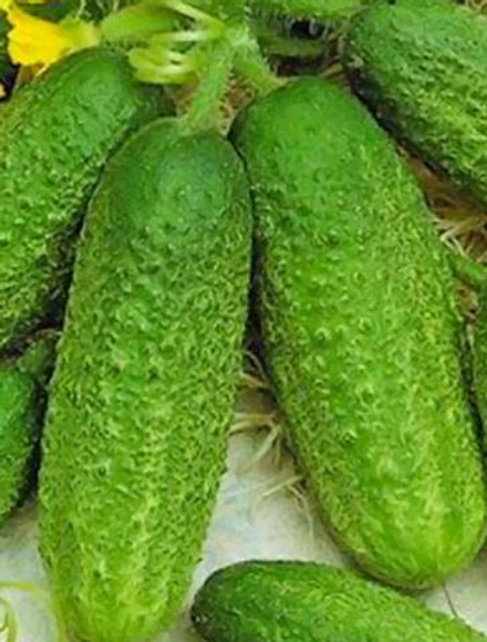 Огурец Кузя 10шт