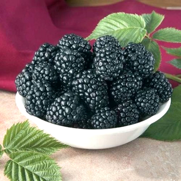 Малина черная Кумберленд