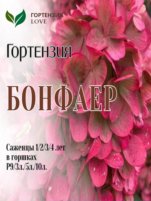 Гортензия метельчатая Бонфаер Р9