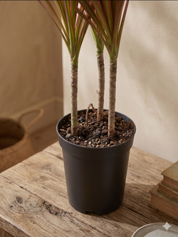 Драцена узколистная Seven-Color Iron д.12