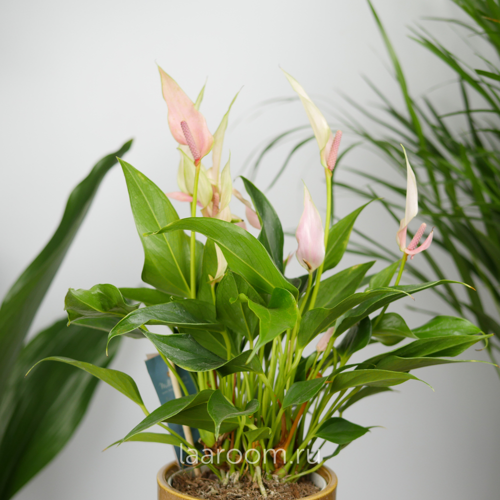 Антуриум Андреанум Лилли 12/40