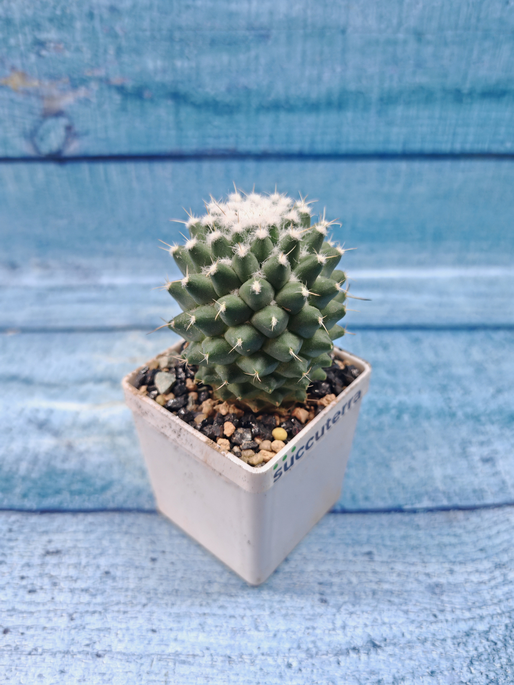 Mammillaria Polythele (Маммиллярия)