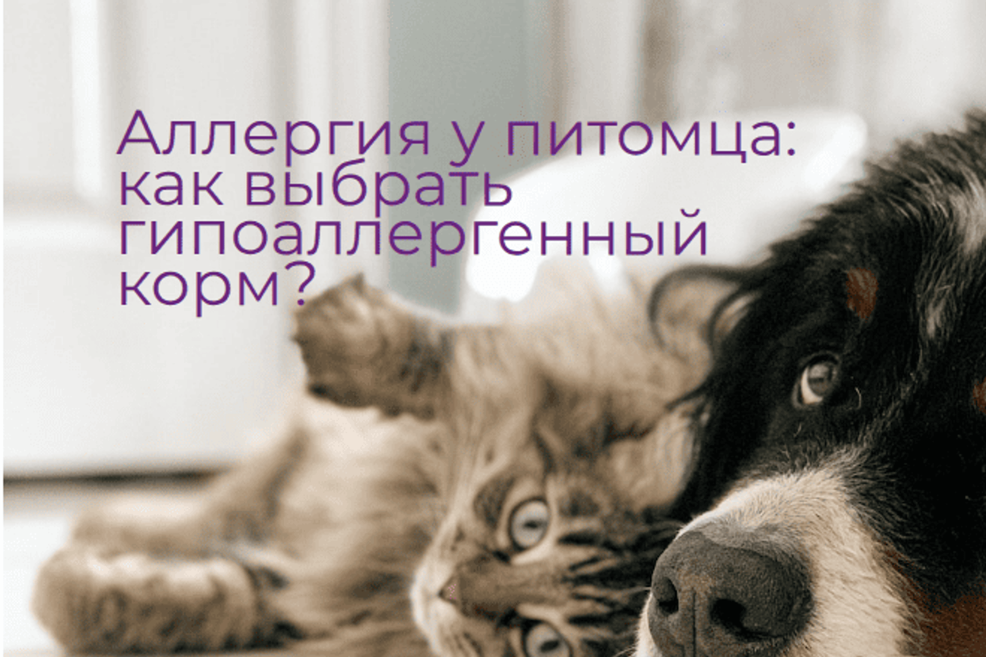 Аллергия у питомца — как выбрать гипоаллергенный и монопротеиновый корм: практическое руководство ветеринара