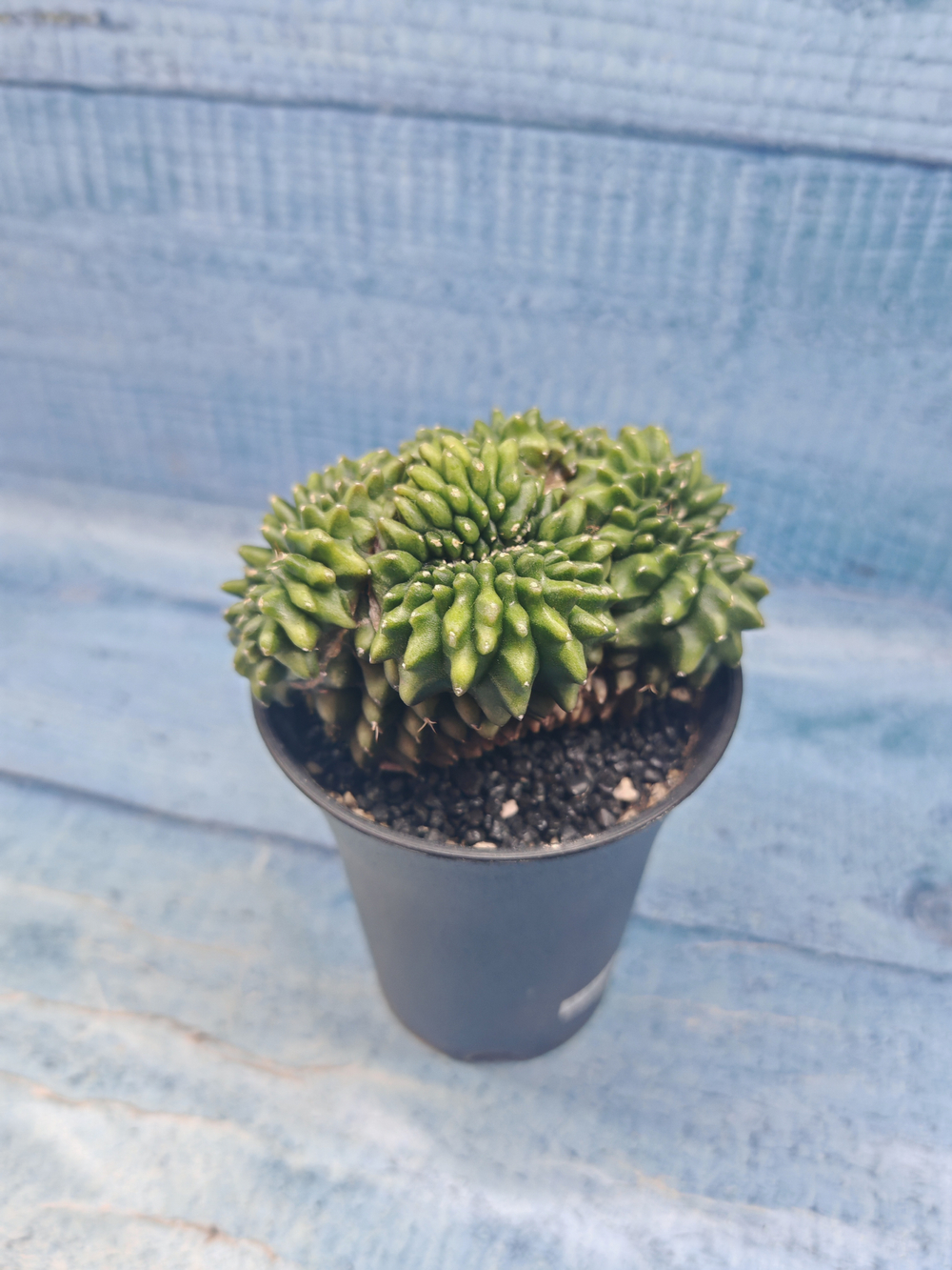 Gymnocalycium Spineless Crested form (Гимнокалициум Кристатный)