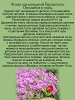 Флокс Вариегата шиловидный пестролистный