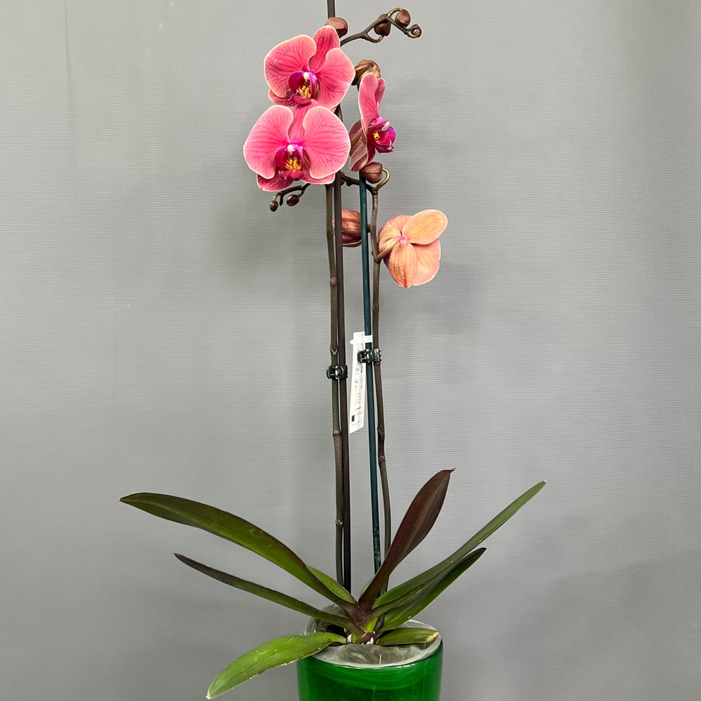 Орхидея Фаленопсис