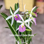 Орхидея брассавола B. LITTLE STAR X C.INTER MEDIA