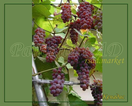 Виноград кишмиш КЕНАДИС (CANADICE), КАНАДИС, NY