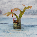 Schlumbergera Thor Wild Cactus White (Декабрист)