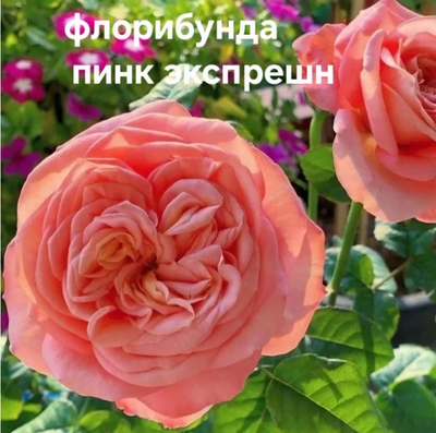 Саженцы роз флорибунда ПИНК ЭКСПРЕШН