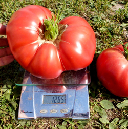 Помидоры Казанский Местный