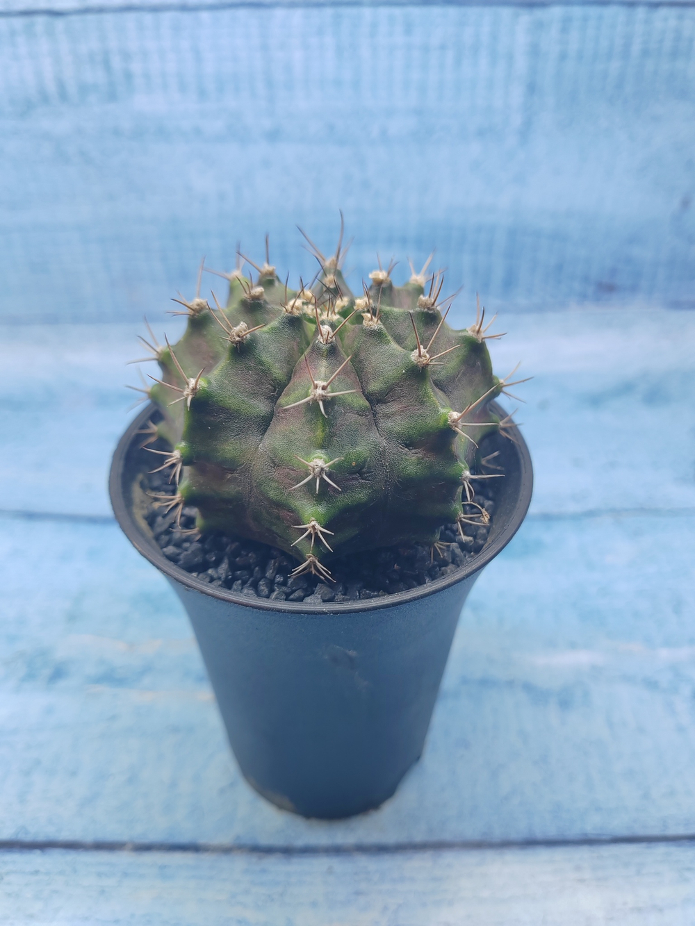 Gymnocalycium T-Rex Pink hybride (Гимнокалициум T-rex)
