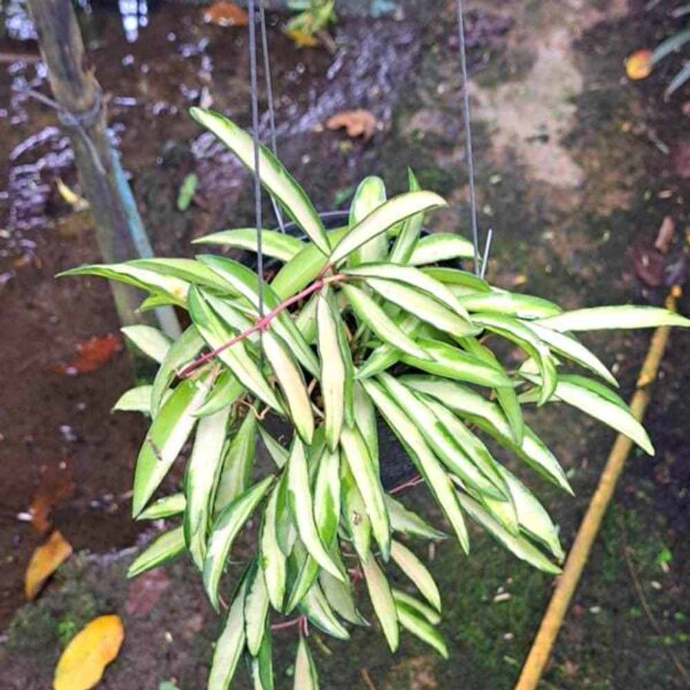 Хойя KENTIANA VAR INSIDE