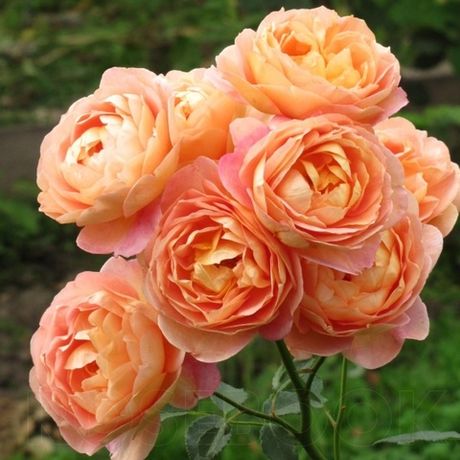 Леди Оф Шалот (Lady Of Shalott)