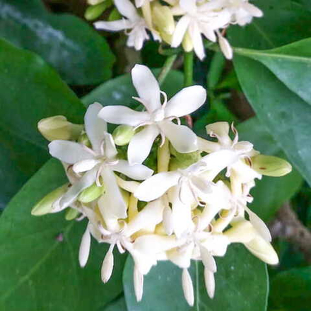 Рандия сиамская – Oxyceros horridus