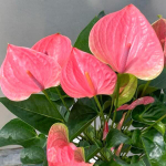 Антуриум Андре SWEET DREAM