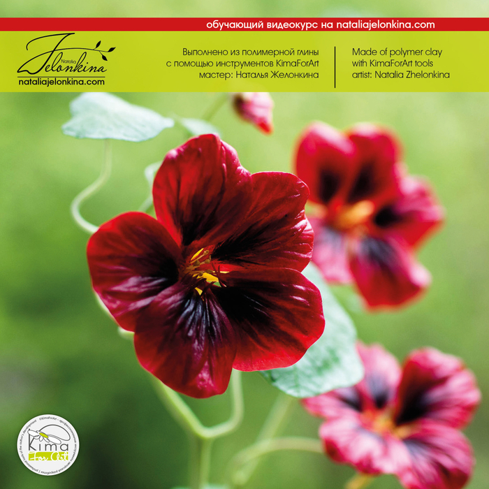 Настурция набор