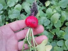 СТЕЛЛАР F1 семена редиса (Syngenta | Alexagro)