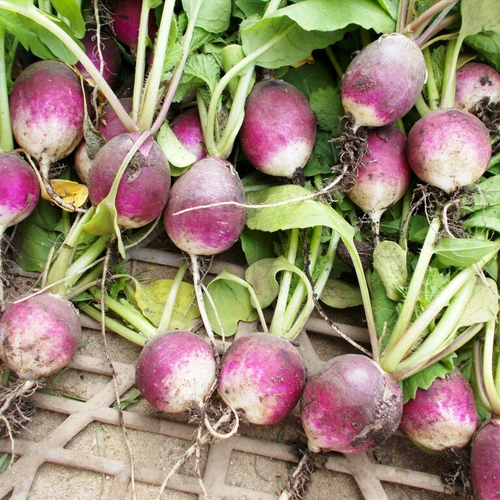 Редис Английский Диана - English Diana