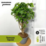 Полисциас Парслей, D12см H40см, 1шт, Нидерланды