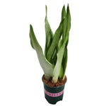 Сансевиерия Муншайн