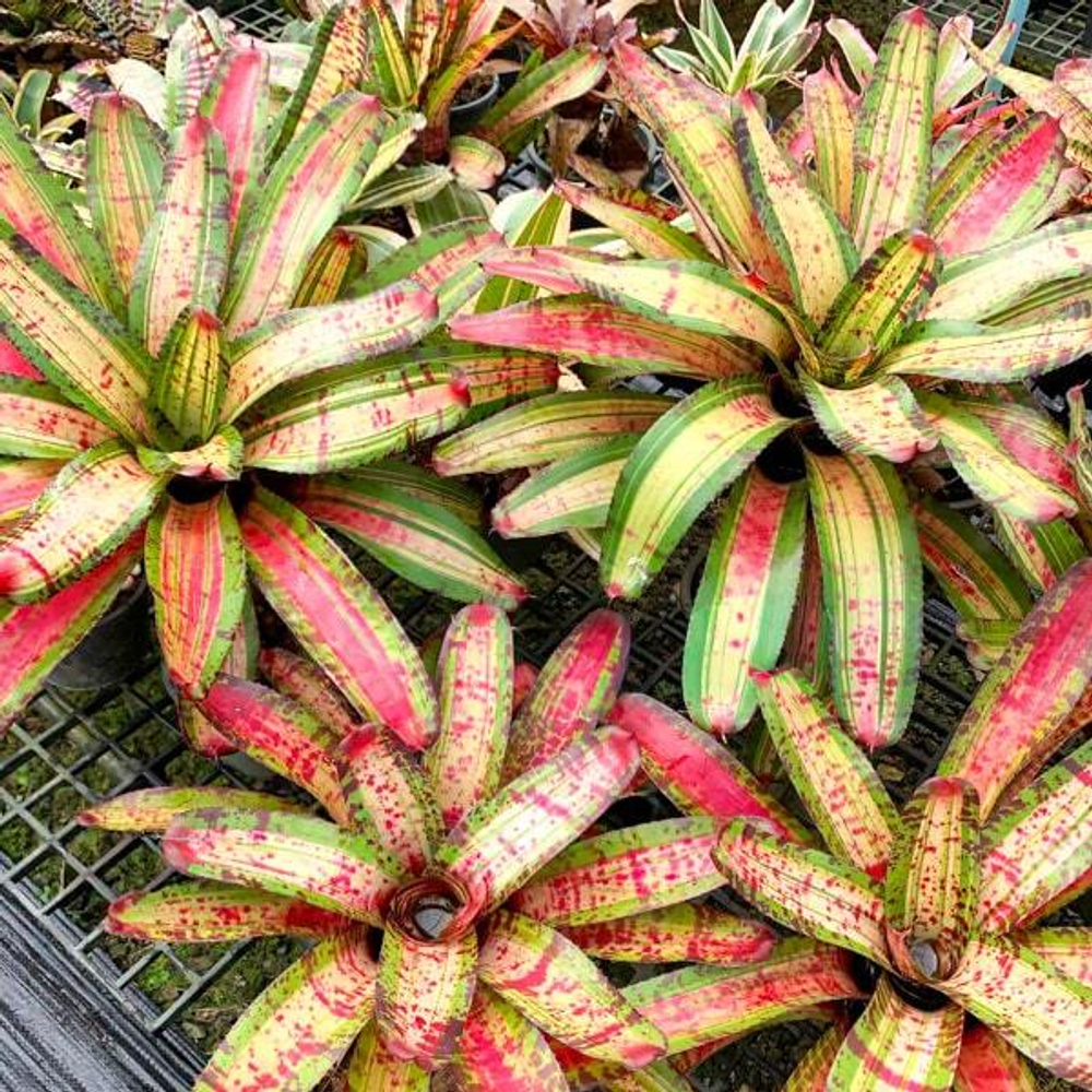 Неорегелия BOMBSHELL