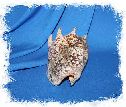 Волюта империалис 15 - 17 см.